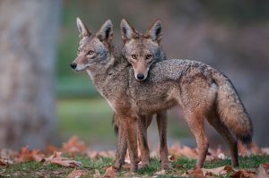 Coyotes are smaller than its close relative, the gray wolf.