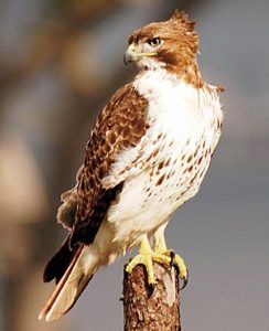 A young red-tailed hawk.